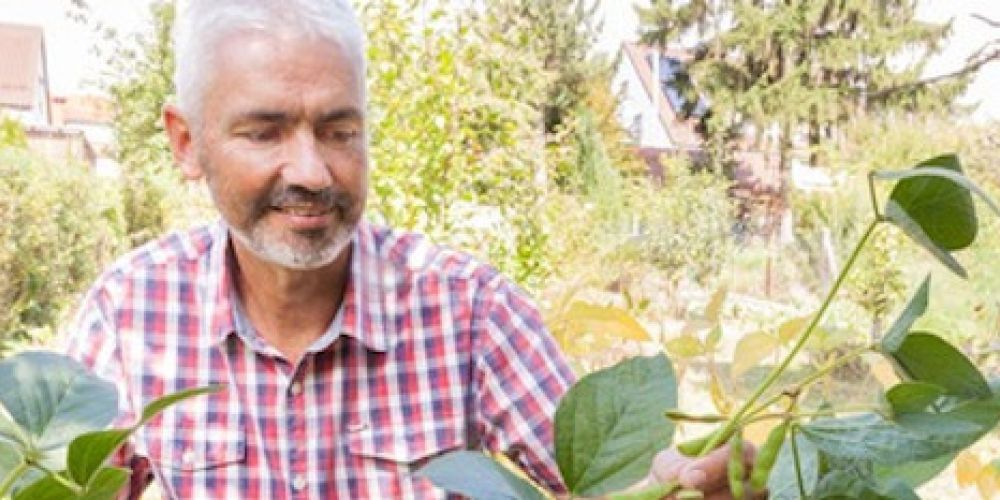Soja-Anbau in Deutschland: Bienen, Bohnen und Citizen Science