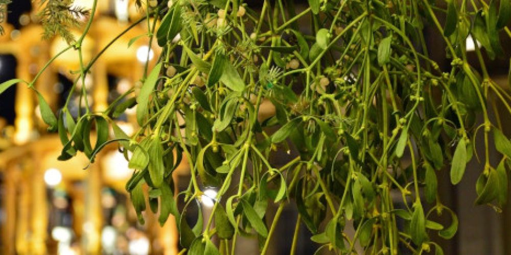 Mystische Misteln: Wirkung gegen Krebs nicht belegt