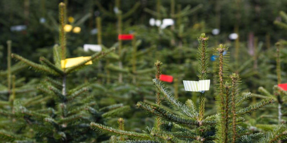 Weihnachtsbäume bleiben günstig