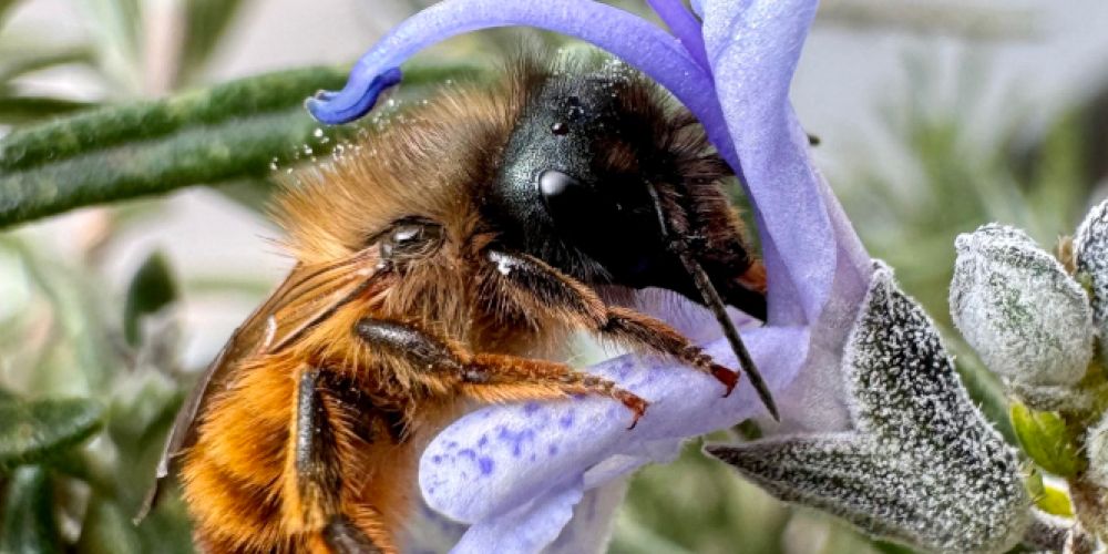 Kleine Helfer in großer Not: So einfach kann jeder Wildbienen helfen