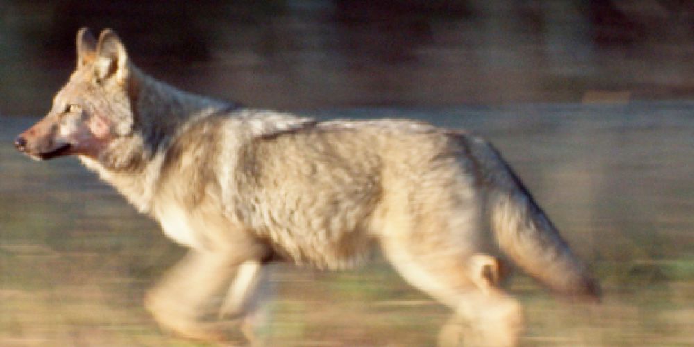 Die Story im Ersten zeigt: "Wölfe - schützen oder schießen?"