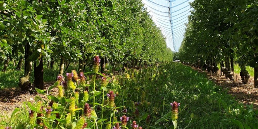 Wie der Obsthof Arnold in Friedrichshafen die Insekten fördert