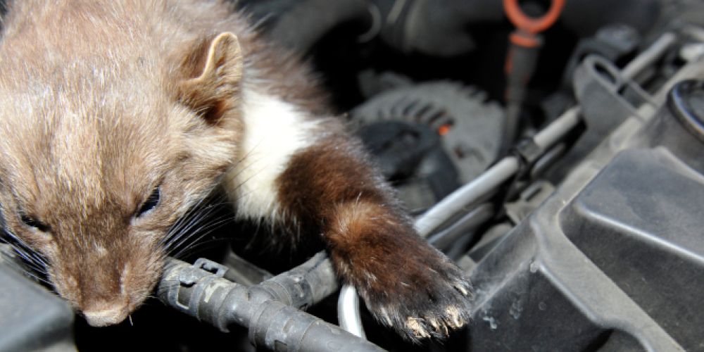 Marders Lieblingsspeise: Kabel und Schläuche