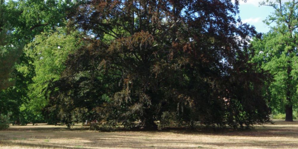 Historische Parks im Klimastress