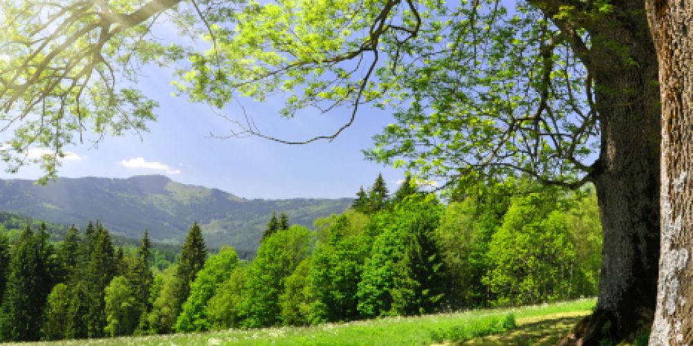 Zeichen stehen auf Frühlingswärme