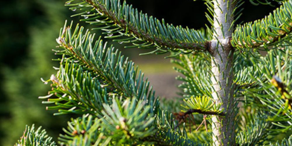 Halbzeit für den natürlichen Weihnachtsbaum