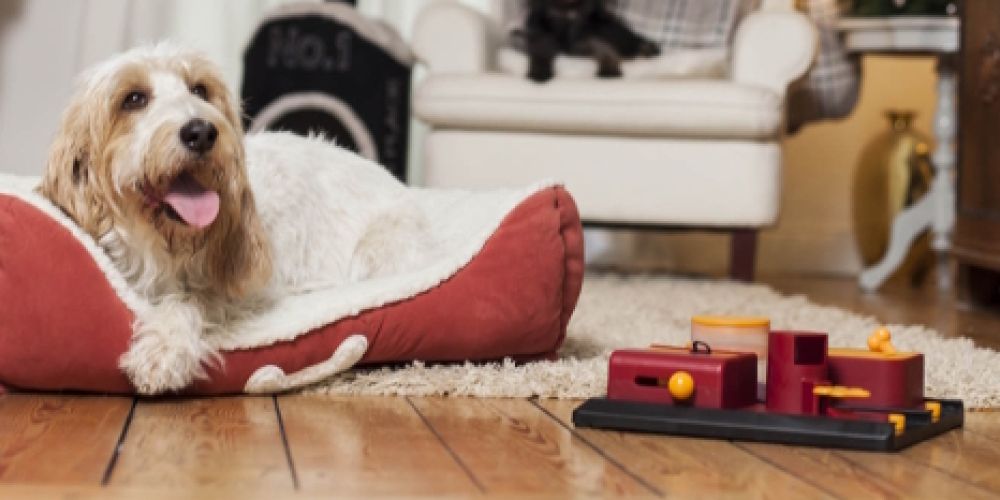 Stressfrei mit Tieren durch die Weihnachtszeit