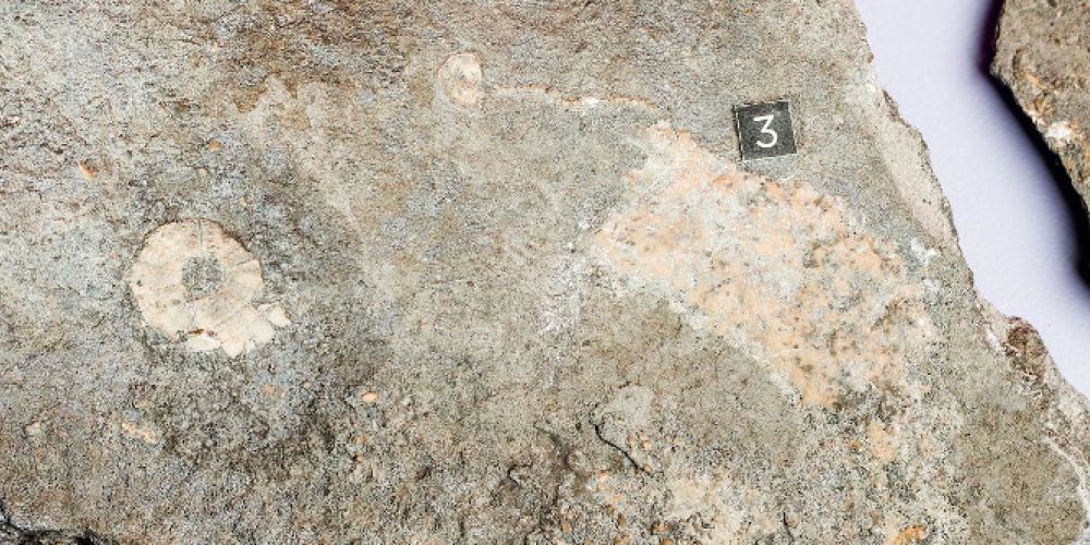 Sternstunde Paläontologie – Neufunde aus dem Schweizer Jura