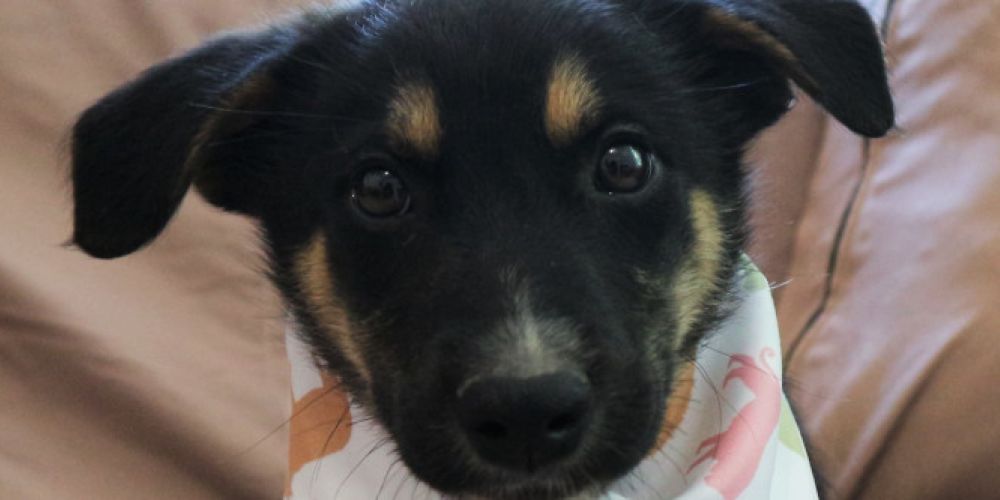 Keine Likes für Tierleid