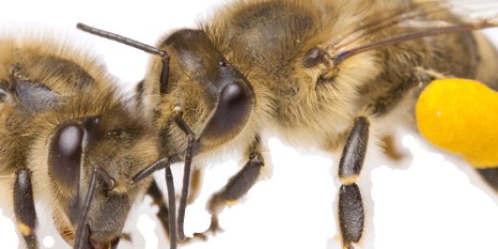 Bienenseuche Amerikanische Faulbrut festgestellt