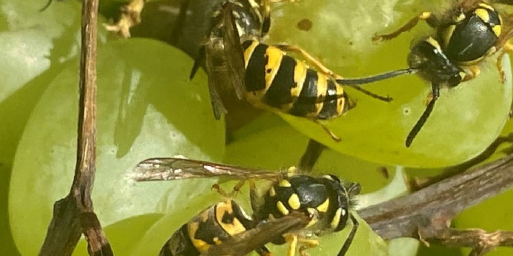 Sicher durch den Wespen-Sommer