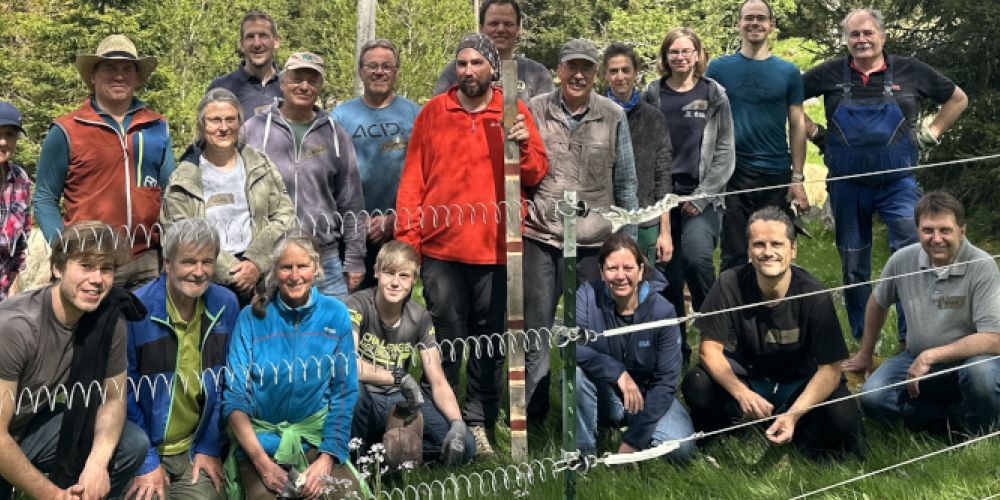 Weidehilfe Südschwarzwald: Freiwillige gesucht für Herdenschutzeinsätze im Südschwarzwald