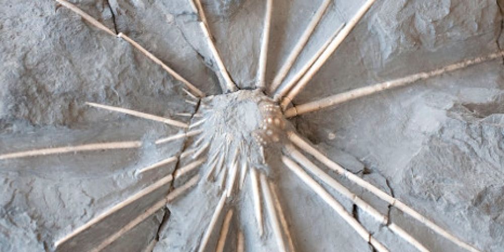 Naturhistorisches Museum wird zum Wissenszentrum für die Jurazeit