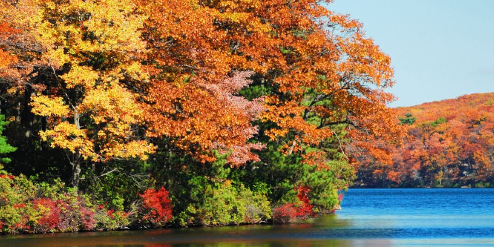 Bunte Blätter: Darum ist der Herbst so farbenfroh