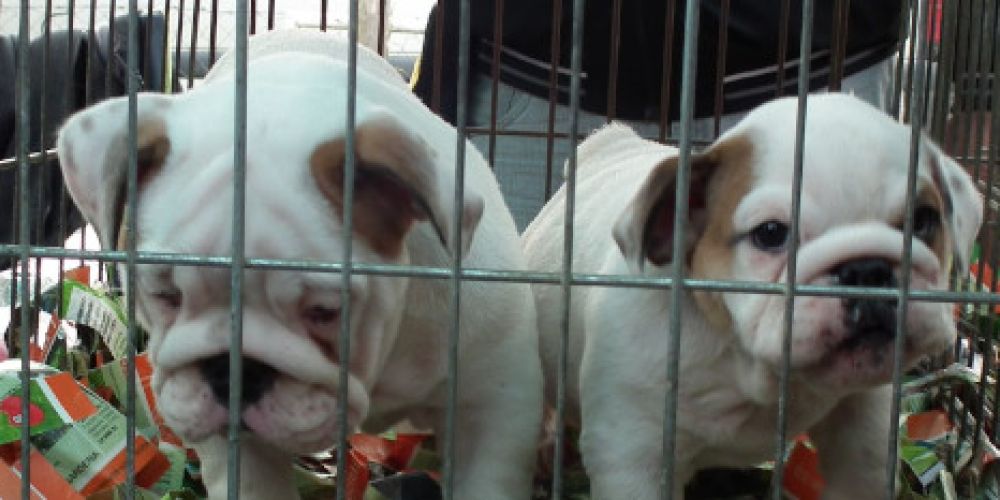 Nach Grenzlockerungen: Illegaler Welpenhandel nimmt zu