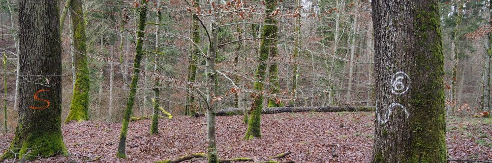 Multifunktionaler Eichenwald