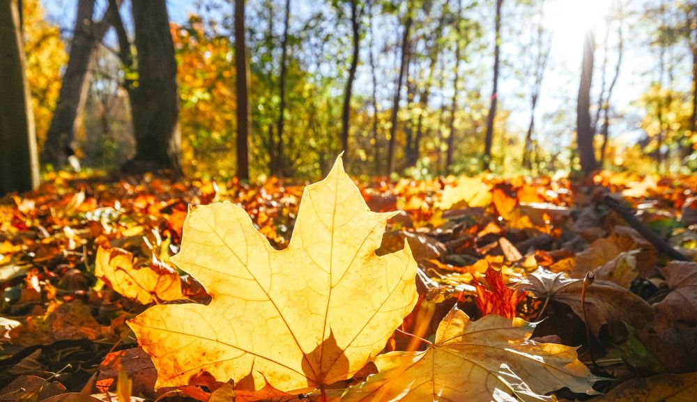 Oktoberbilanz: Mild, aber nicht überall golden