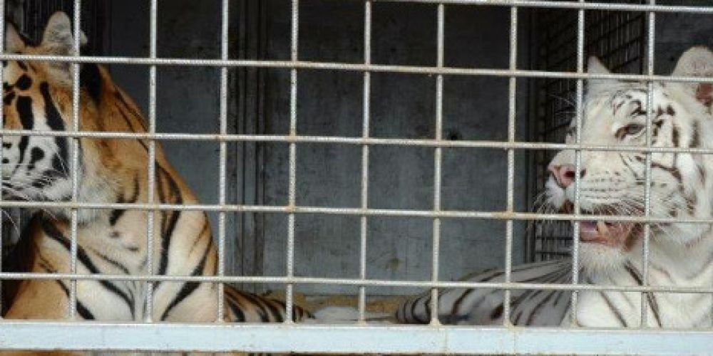 „Made in Europe“: Suppenwürfel und Wein aus Tigerknochen