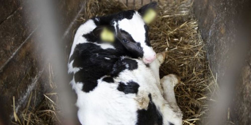 Kälber in Polen in illegalen Einzelkäfigen gehalten