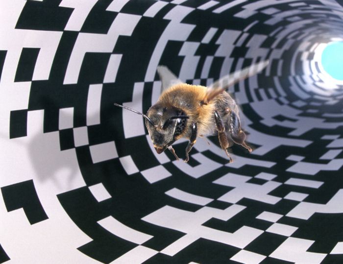Letzte Tage: Erfolgreiche Bienen-Ausstellung