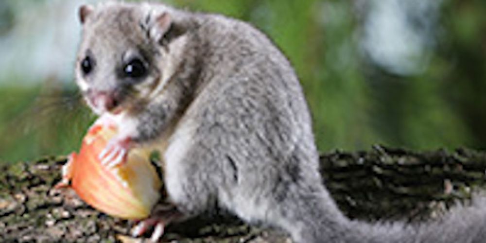 Was ist der Siebenschläfertag?