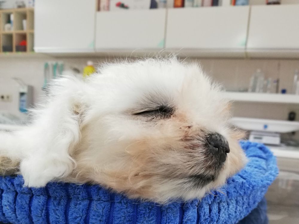 Tierarztkosten für Welpen aus illegalem Handel besonders hoch