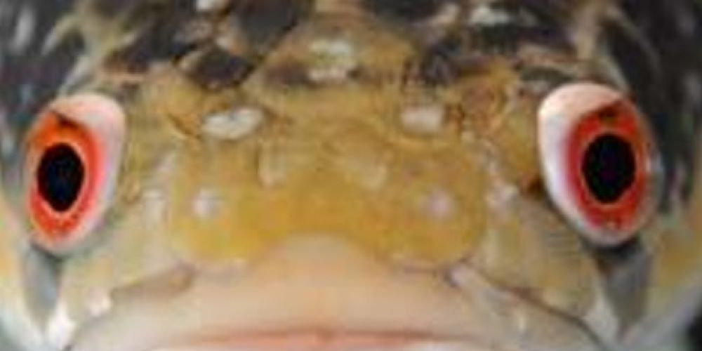 Schlangenkopffische – neue Studie bringt Ordnung ins Arten-Chaos