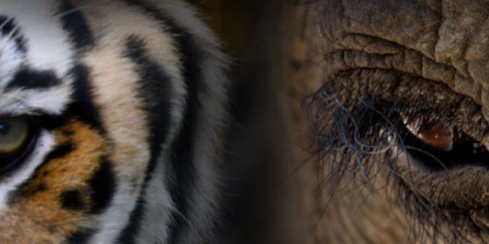 „Mission Tierschutz“ – der neue Podcast von VIER PFOTEN