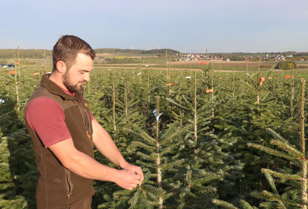 Weihnachtsbäume: Mengen und Preise 2025