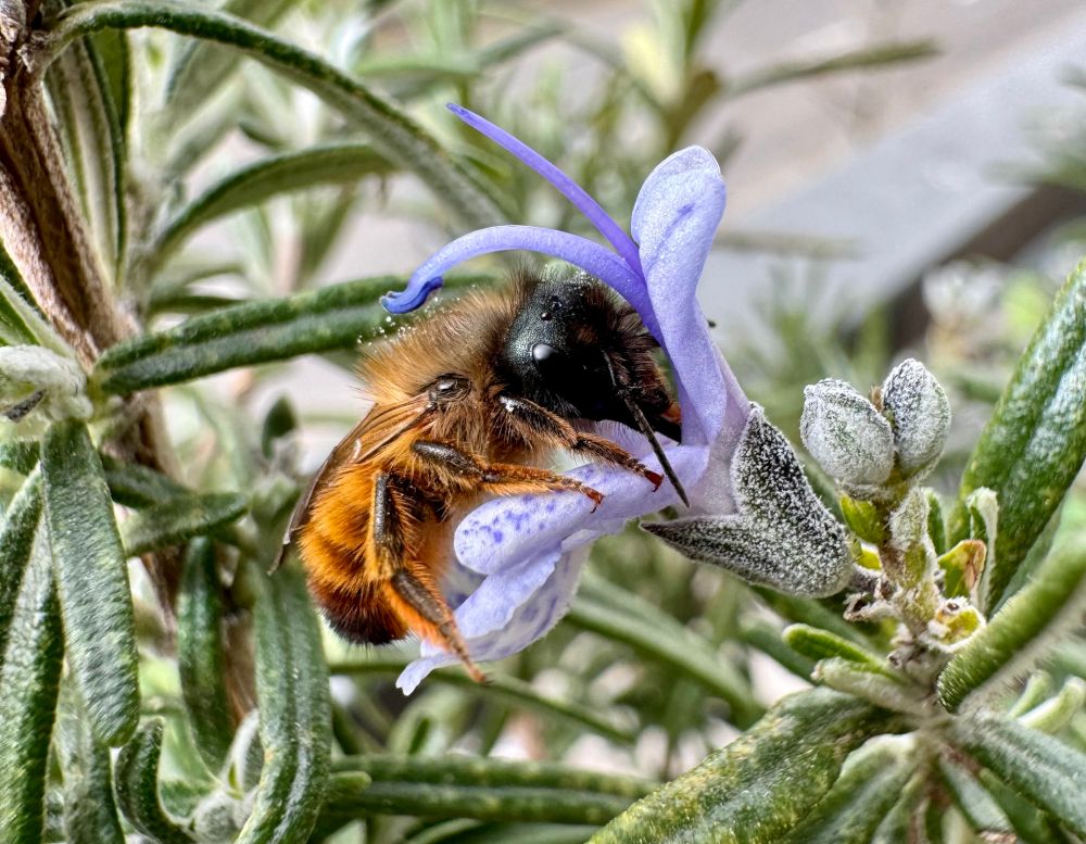 Kleine Helfer in großer Not: So einfach kann jeder Wildbienen helfen