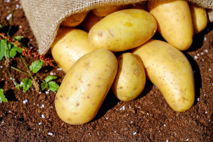 Vielseitigkeit auf Vorrat: So hält man Kartoffeln am besten frisch