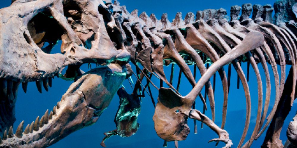 Neue Sonderausstellung «T. Rex - Kennen wir uns?»