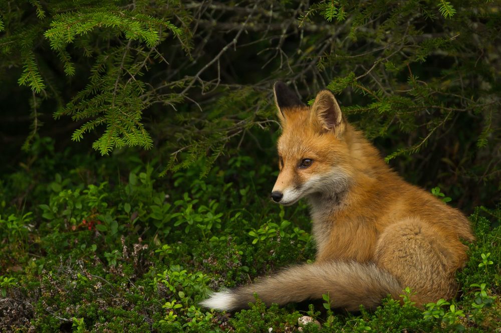 Schliefenanlagen zur Jagdhundeausbildung sind tierschutzwidrig