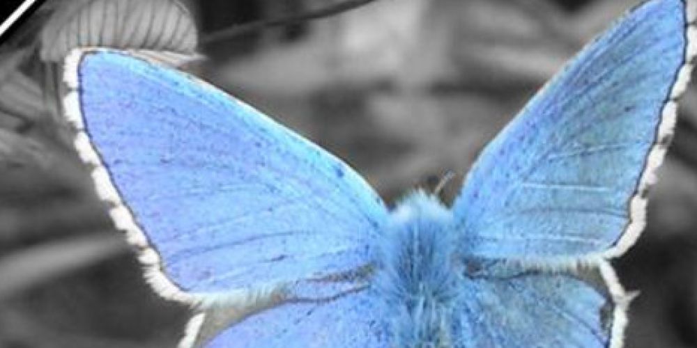 Bauernverband stellt Insektensterben als Erfindung dar