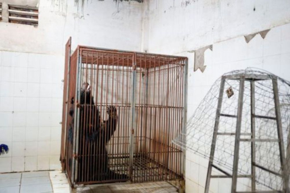 Nach 20 Jahren Qualen: VIER PFOTEN rettet ehemalige Gallebärin in Ho-Chi-Minh-Stadt in Vietnam