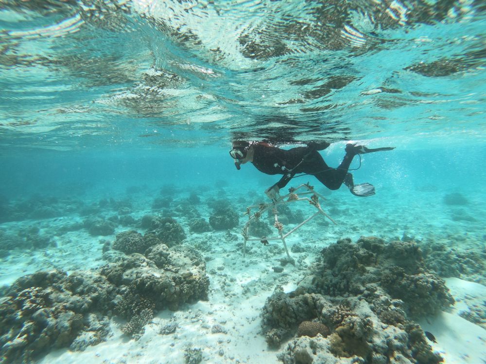 Helfende Hände für weltweit größtes Korallenwiederaufbau-Programm gesucht