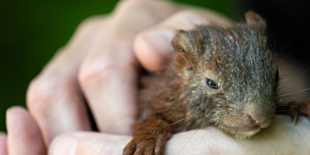 Hitzewelle: So helfen Sie unseren heimischen Wildtieren!