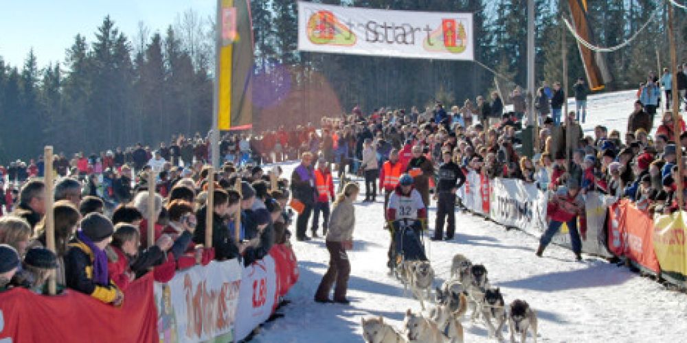 Internationales Schlittenhunderennen in Todtmoos