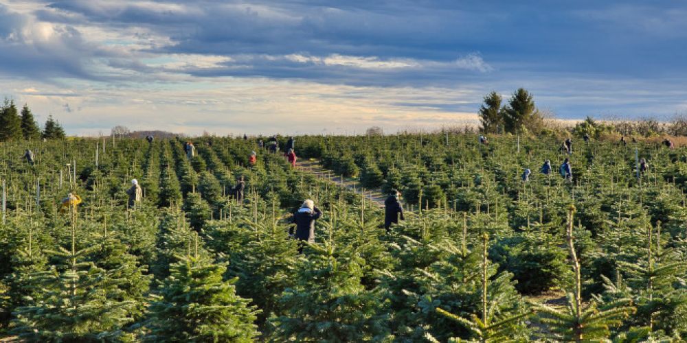 Bundesweiter Auftakt der Weihnachtsbaum-Saison in Werder (Havel)