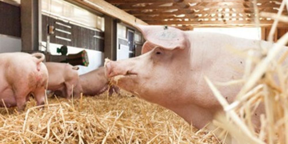 Landwirtschaft 4.0 - Künstliche Intelligenz für mehr Tierwohl im Stall