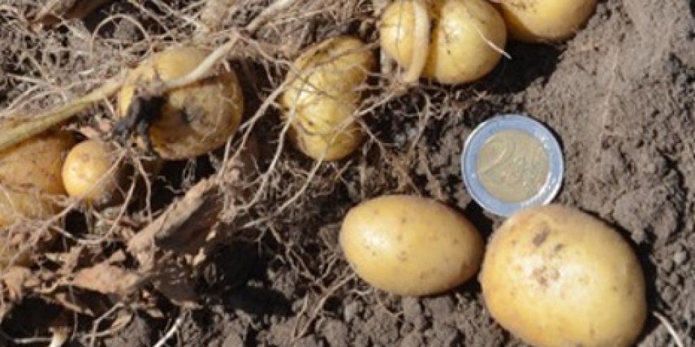 Hitzewelle: Kartoffelernte in Gefahr?