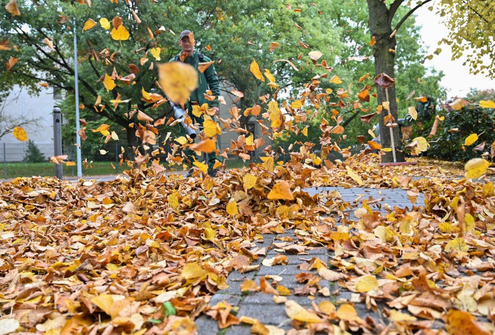 Herbst: Wer muss Bürgersteig vom Laub freihalten?