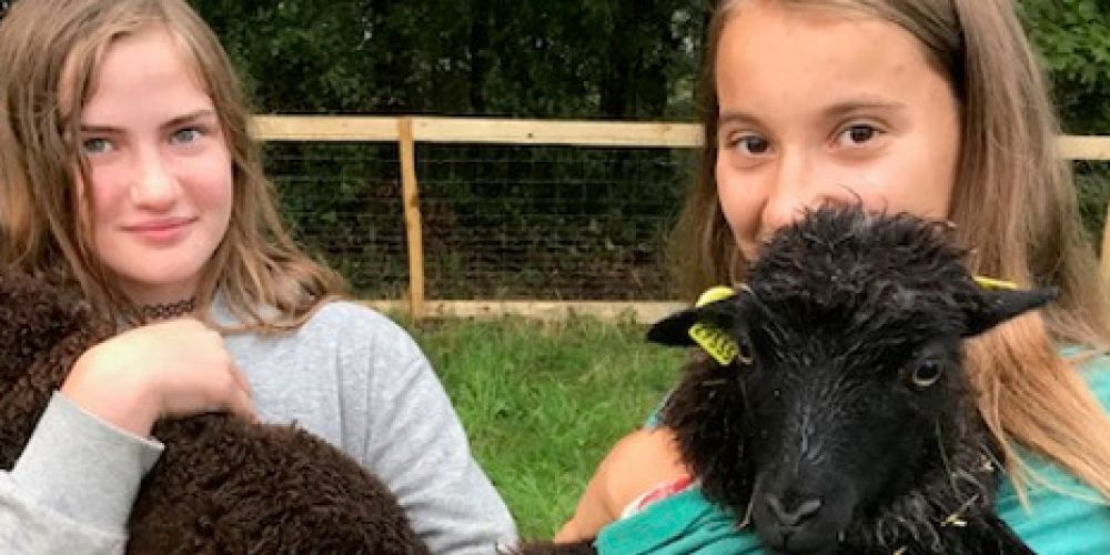 Neue tierische Gäste in Panarbora  - Streichelzoo wartet auf Jung und Alt