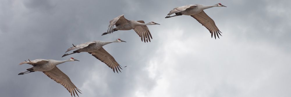 „Vögel des Glücks“ überqueren Deutschland