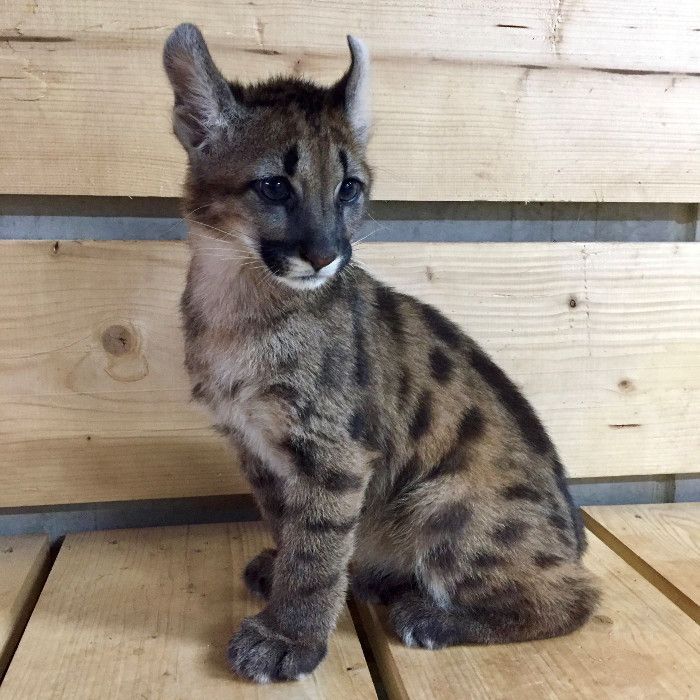 VIER PFOTEN nimmt Opfer von Europas Handel mit Wildkatzen in ihre Obhut