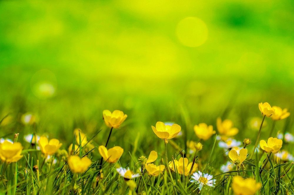 Den nächsten Sommer gemütlich im Garten verbringen!