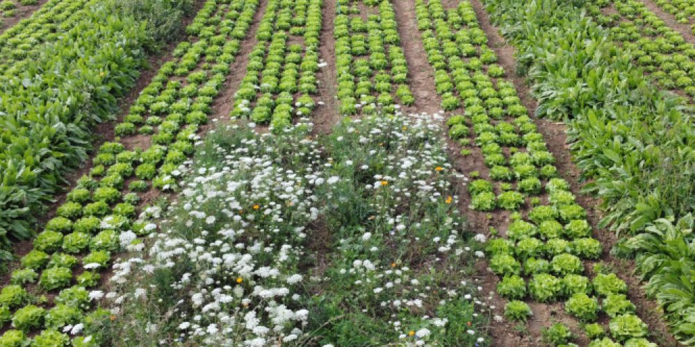 Weniger Pestizide, mehr Umweltschutz