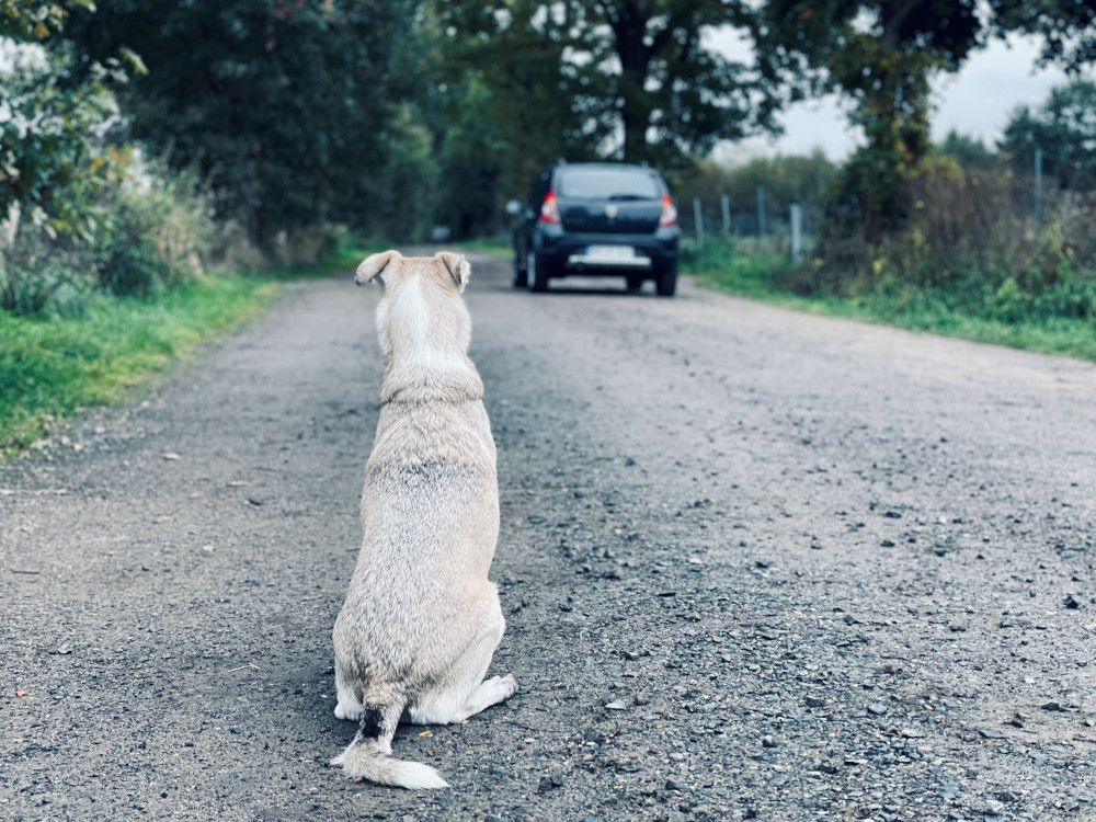 Kein Herz für Tiere: In den Sommermonaten werden vermehrt Heimtiere ausgesetzt