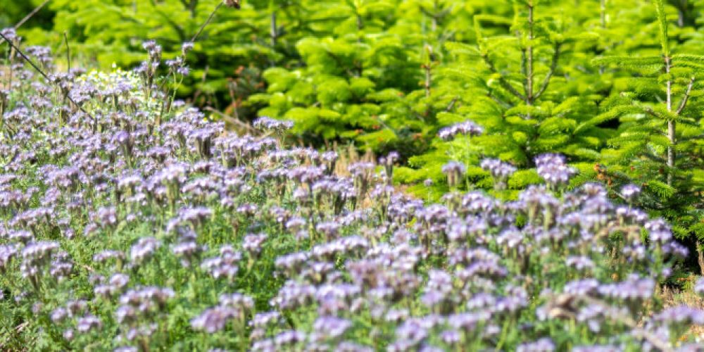 Der natürliche Weihnachtsbaum: ein gesundheitlich unbedenklicher Mitbewohner