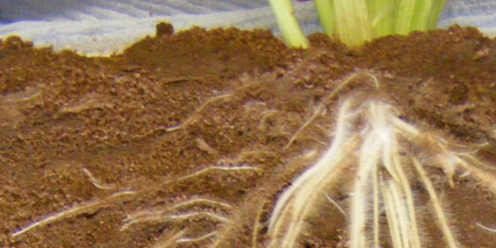 Themenvorschau-Spezial Dürre